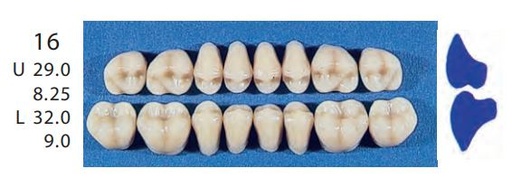 [SE16-A2U] 16-A2U POSTERIOR SENATOR UPPER TEETH