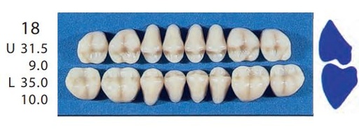 [SE18-A3L] 18-A3L POSTERIOR SENATOR LOWER TEETH