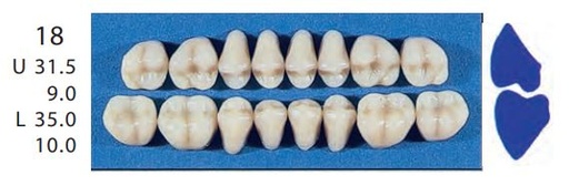 [SE18-C2U] 18-C2U POSTERIOR SENATOR UPPER TEETH