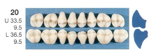 [SE20-B2U] 20-B2U POSTERIOR SENATOR UPPER TEETH