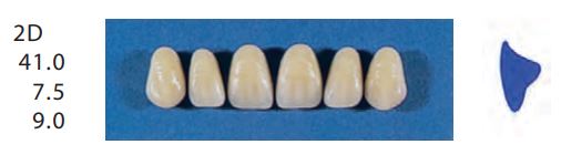 [SE2D-B2U] 2D-B2U ANTERIOR SENATOR TEETH