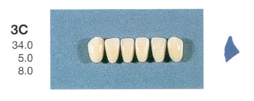 [SE3C-B2L] 3C-B2L ANTERIOR SENATOR TEETH