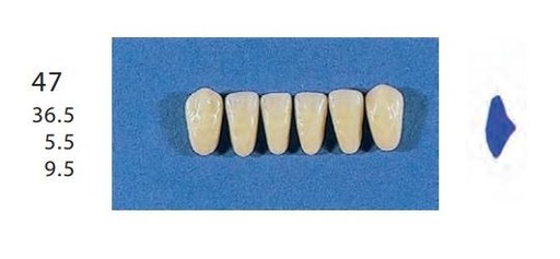 [SE47-C2L] 47-C2L ANTERIOR SENATOR TEETH