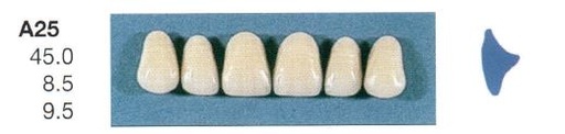 [SEA25-D4U] A25-D4U ANTERIOR SENATOR TEETH